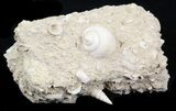 Eocene Fossil Gastropod (Globularia) - Damery, France #32432-3